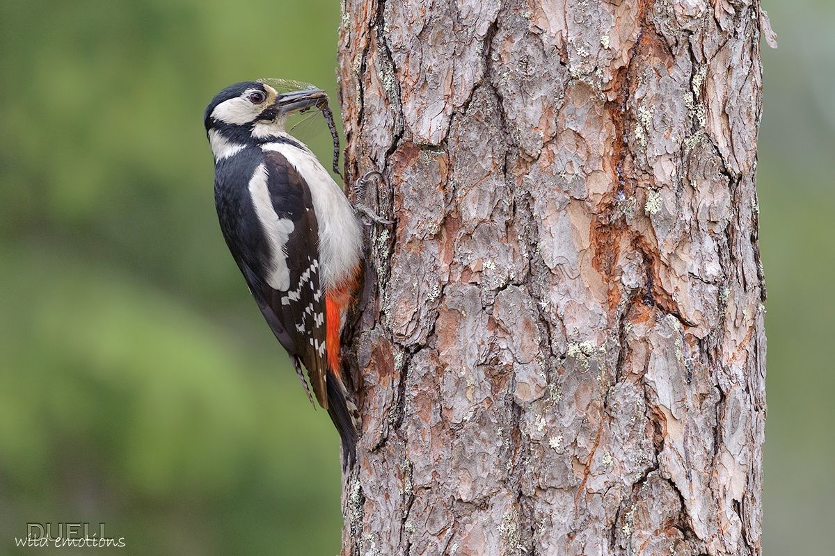 woodpecker with dragonfly
