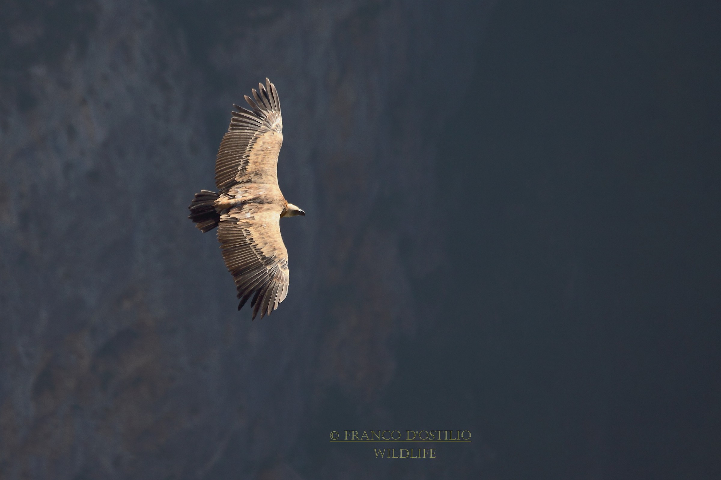 Griffon Vulture - Gyps fulvus.