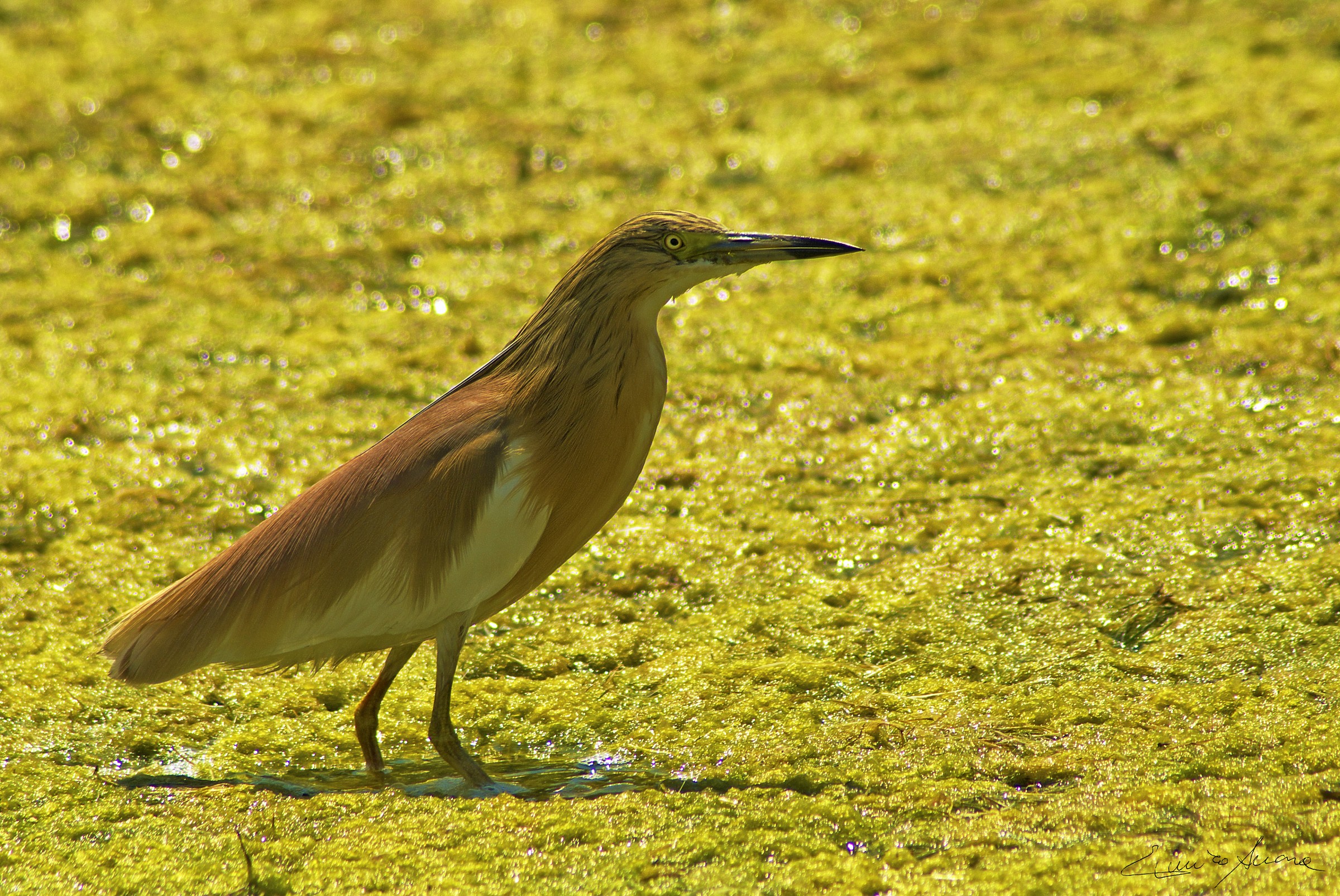 Ardeola on the carpet