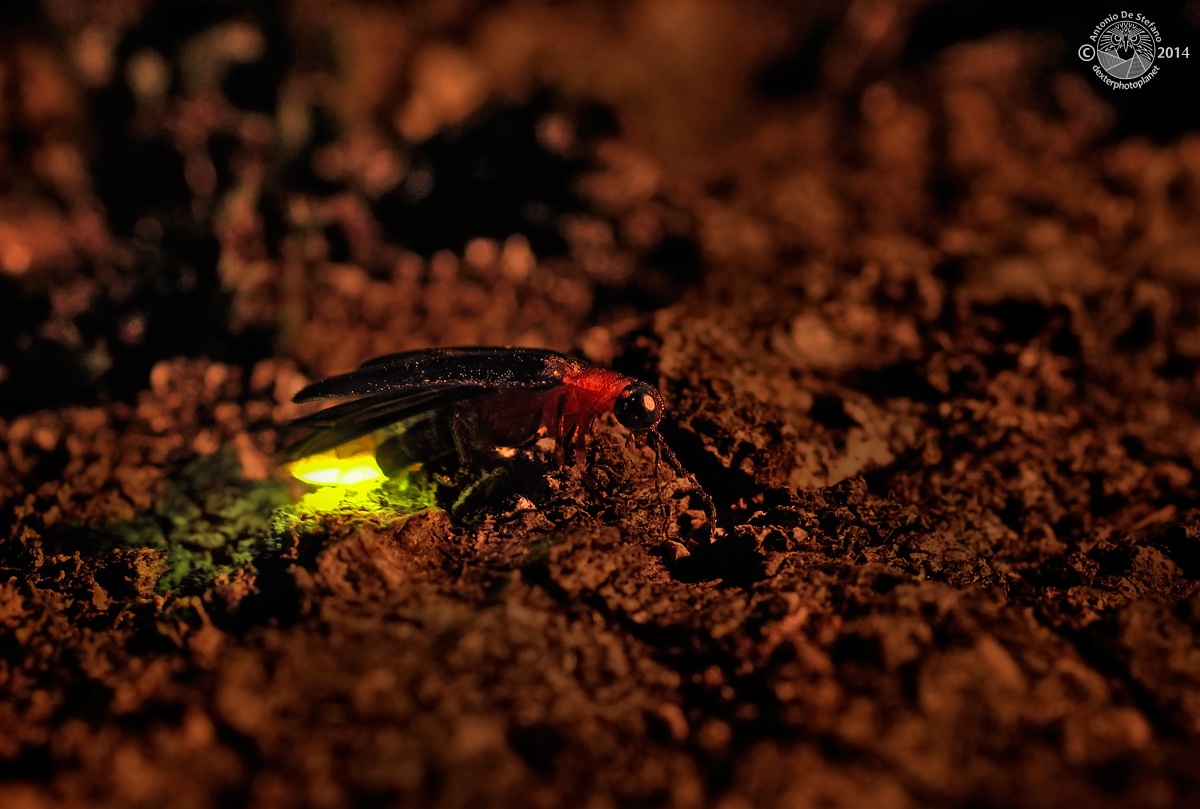 Firefly