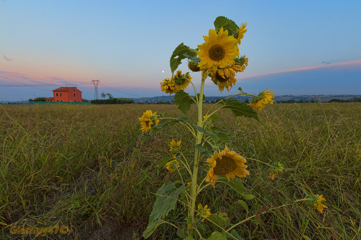 Girasole con luna e casa