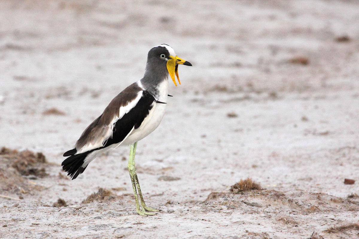 Pavoncella caruncolata