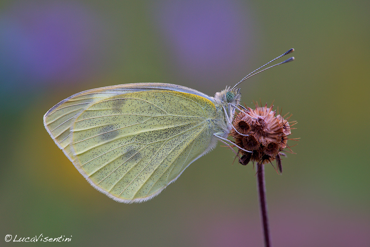 Pieris brassicae