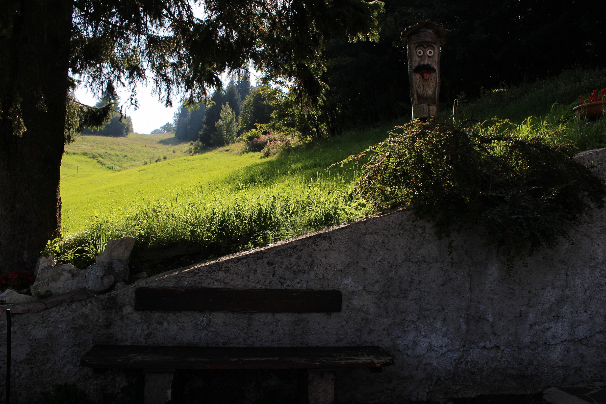 Altopiano di Asiago-all'ombra del pino