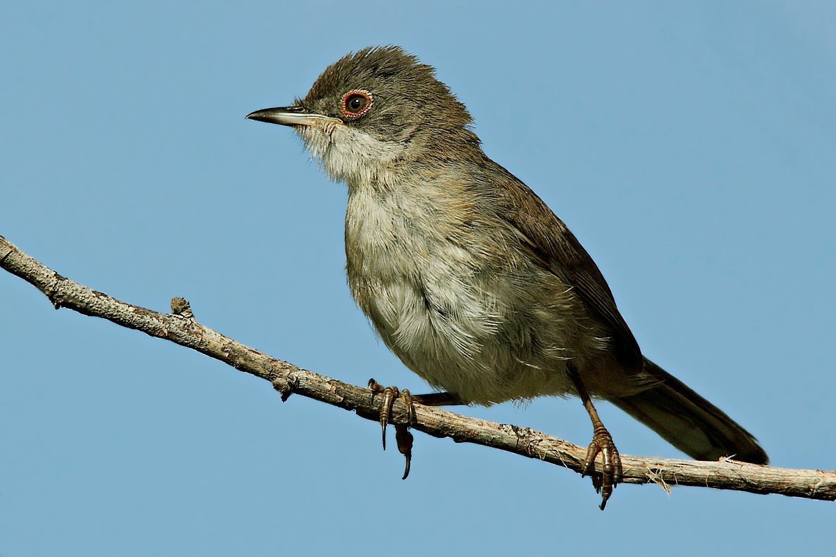 Giovane di occhiocotto