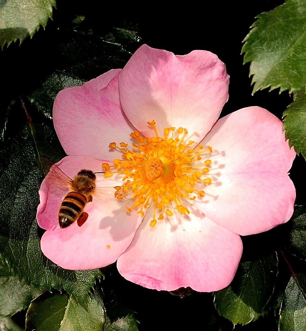bee and rose