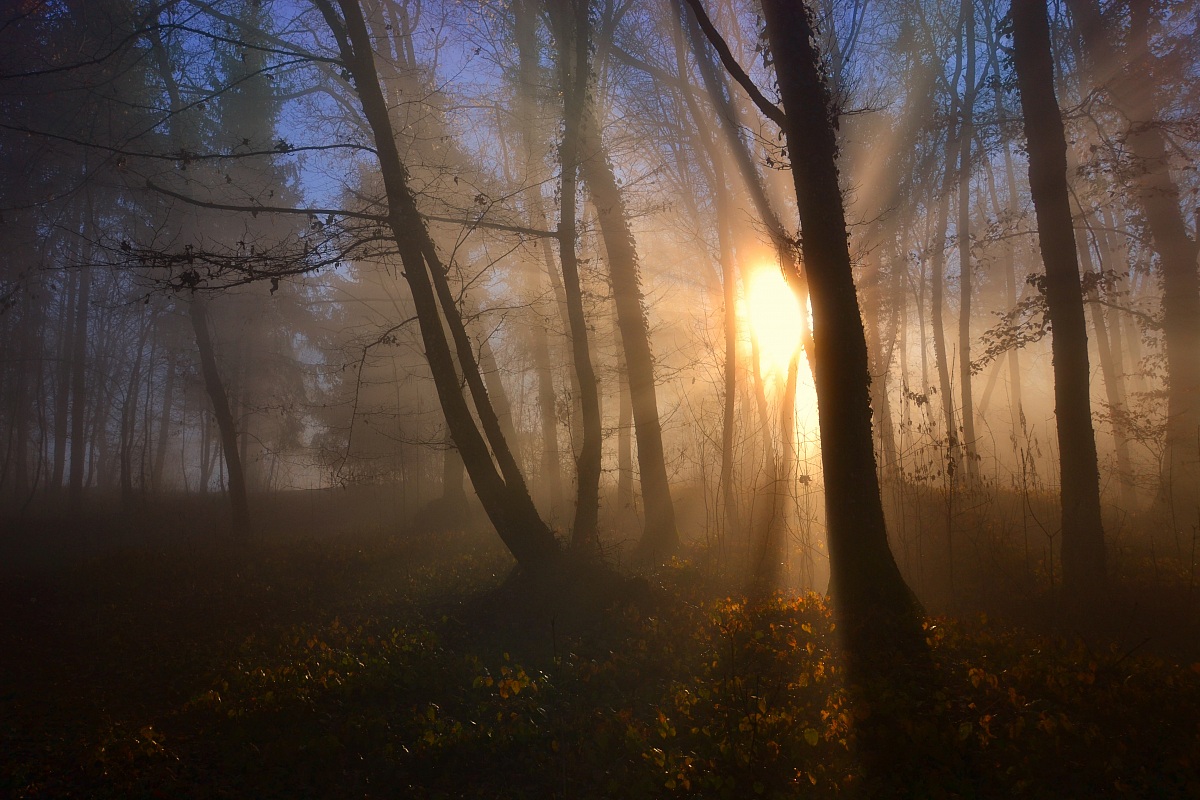 Light between the hornbeams
