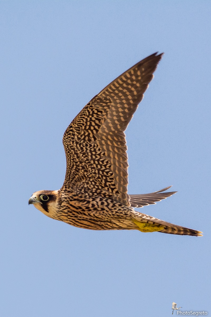 Incontro col Pellegrino.....