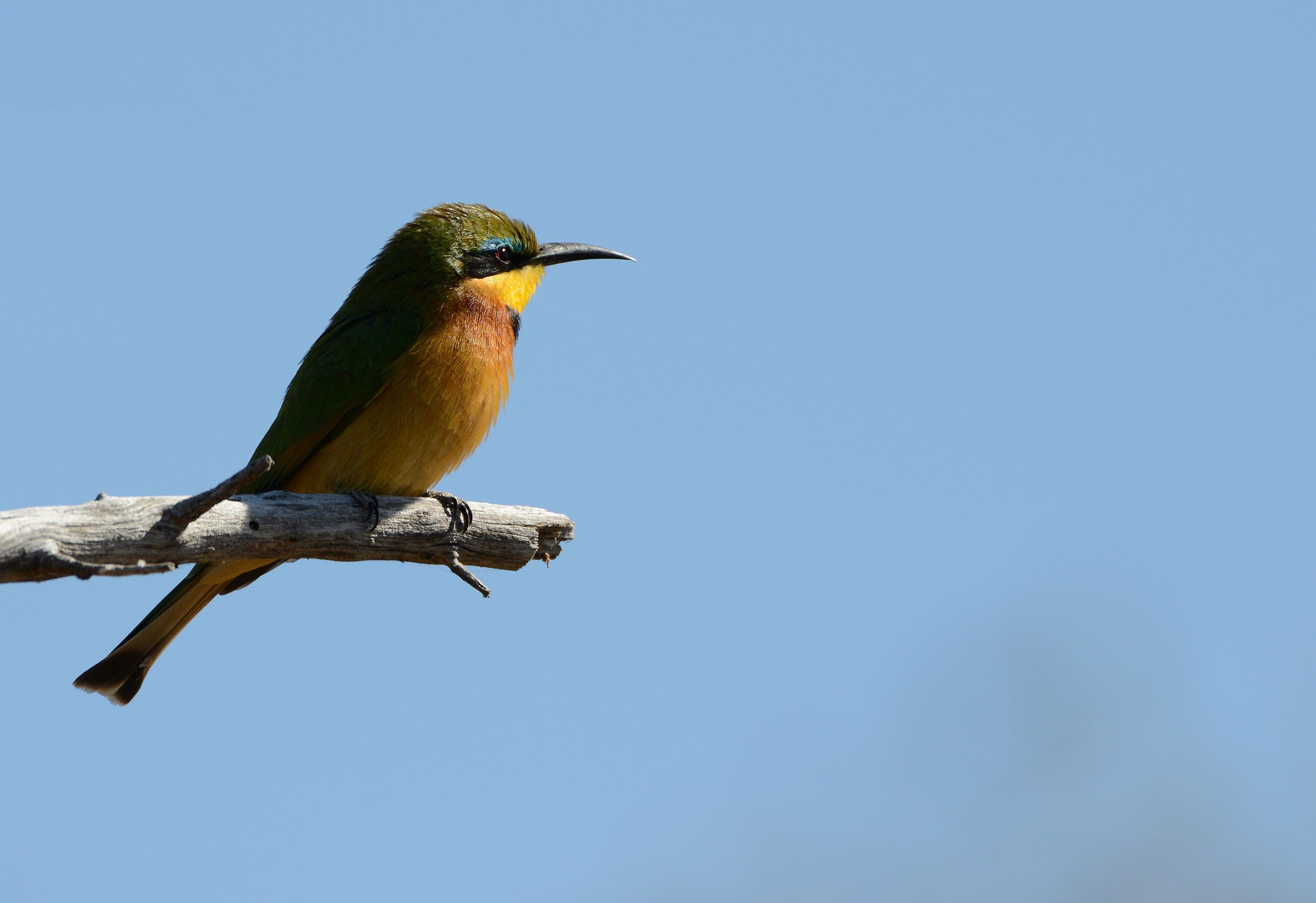 little bee eater