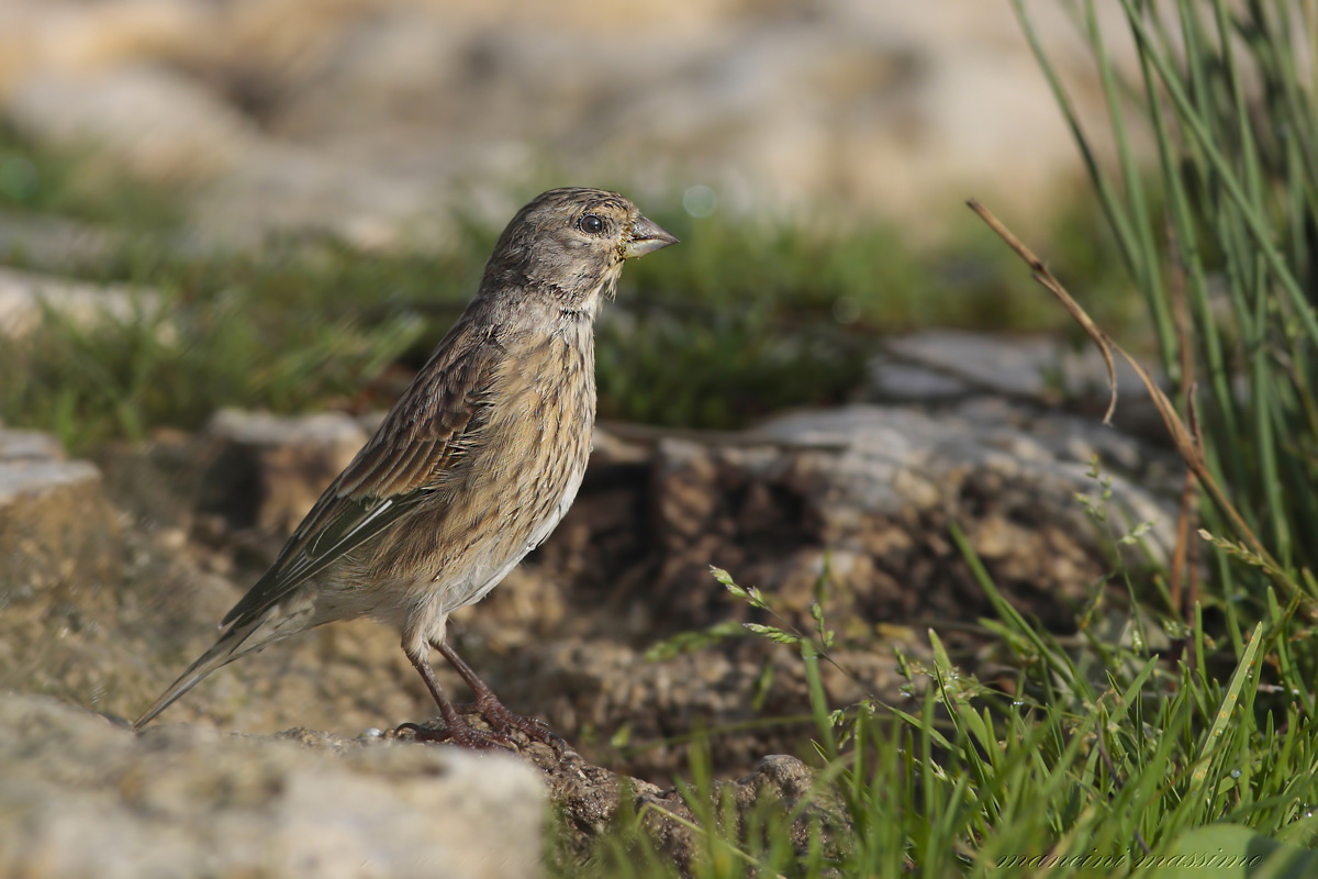 Linnet (Carduelis cannabina)
