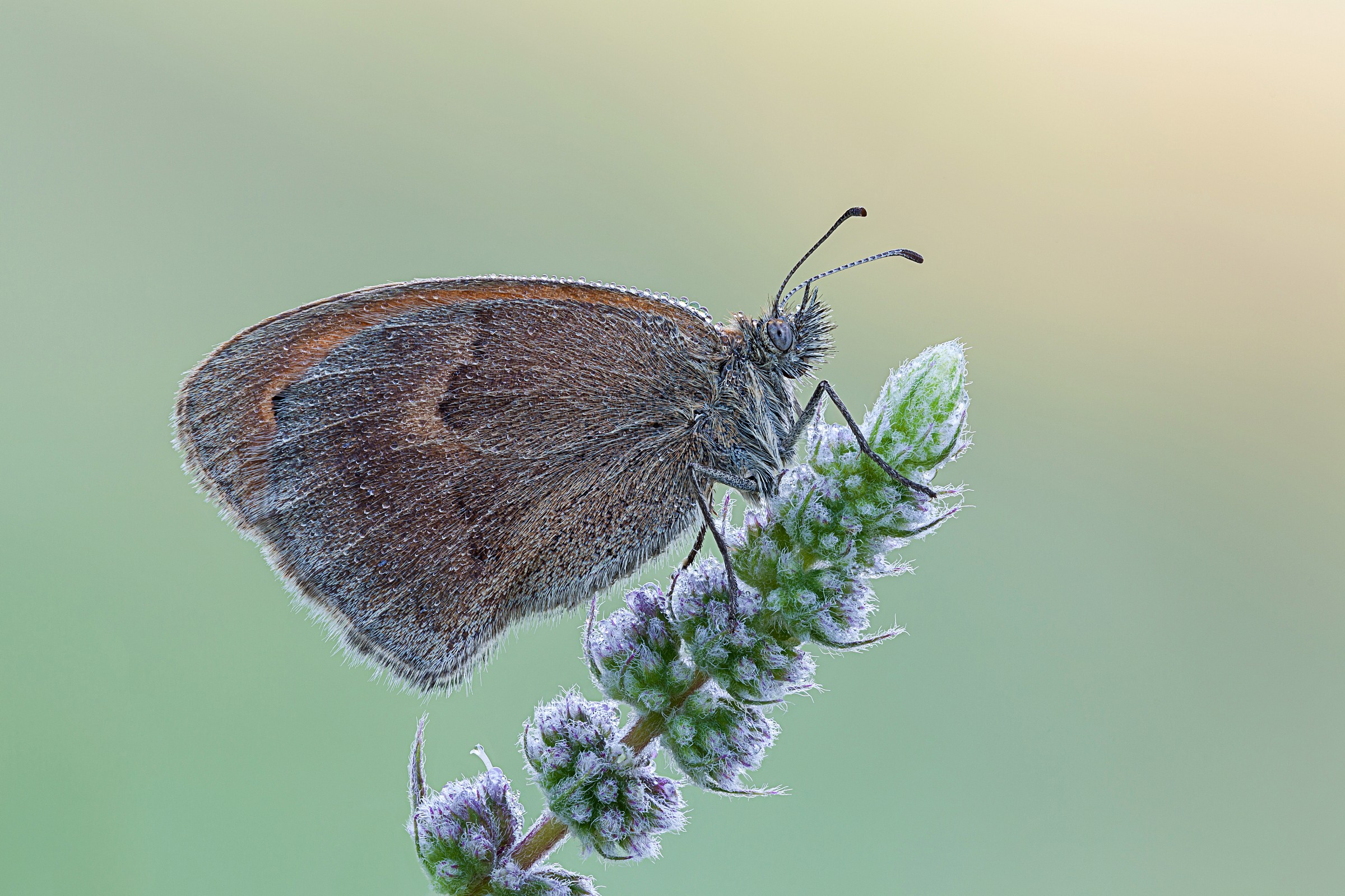 Coenonympha on wild mint