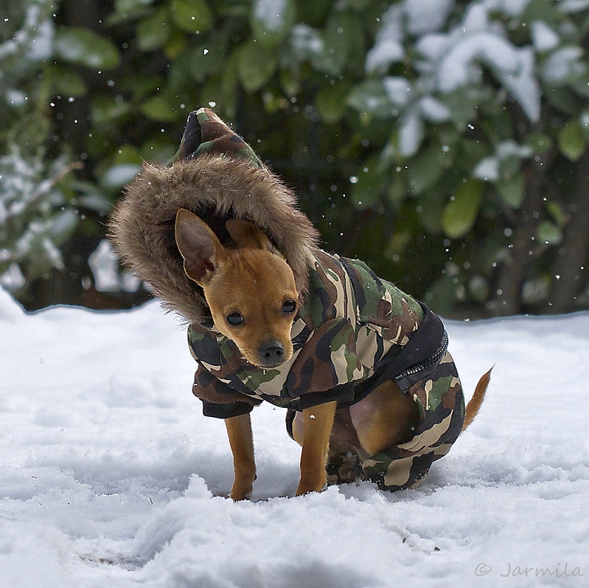 Il mio cagnolino Ciak