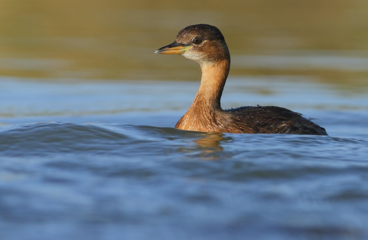 Little Grebe