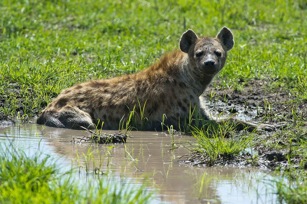 Hyena hunting for fresh ...