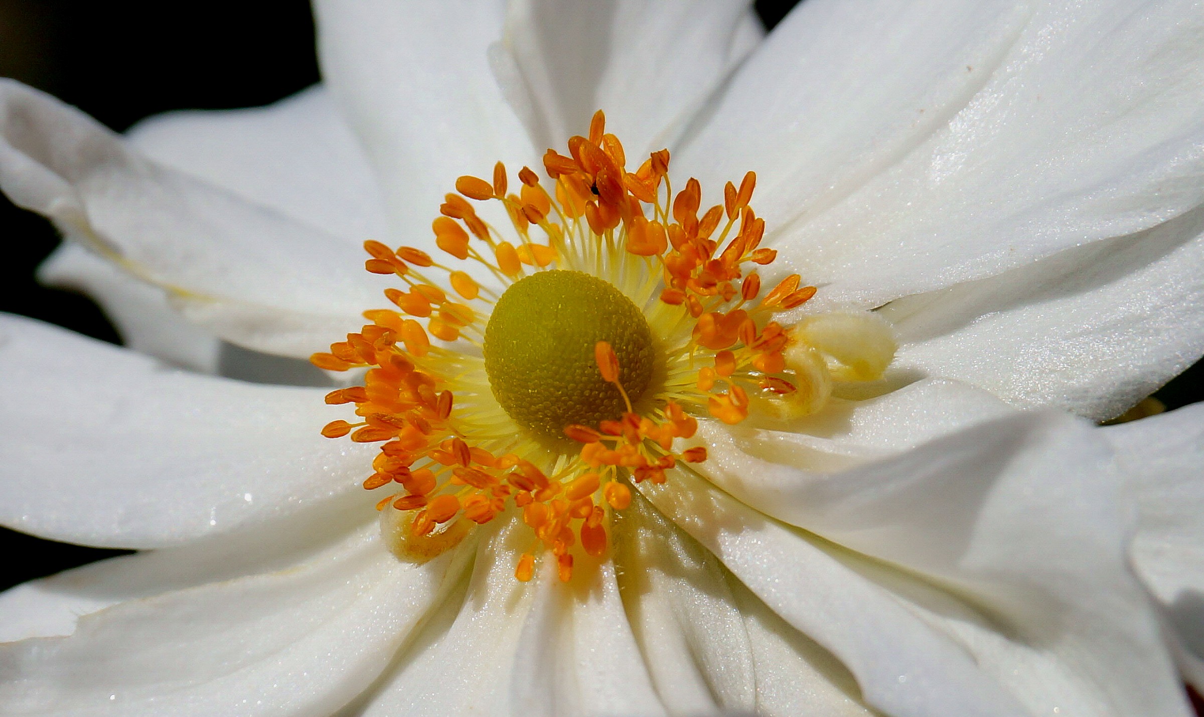 Dentro al fiore della Bianca