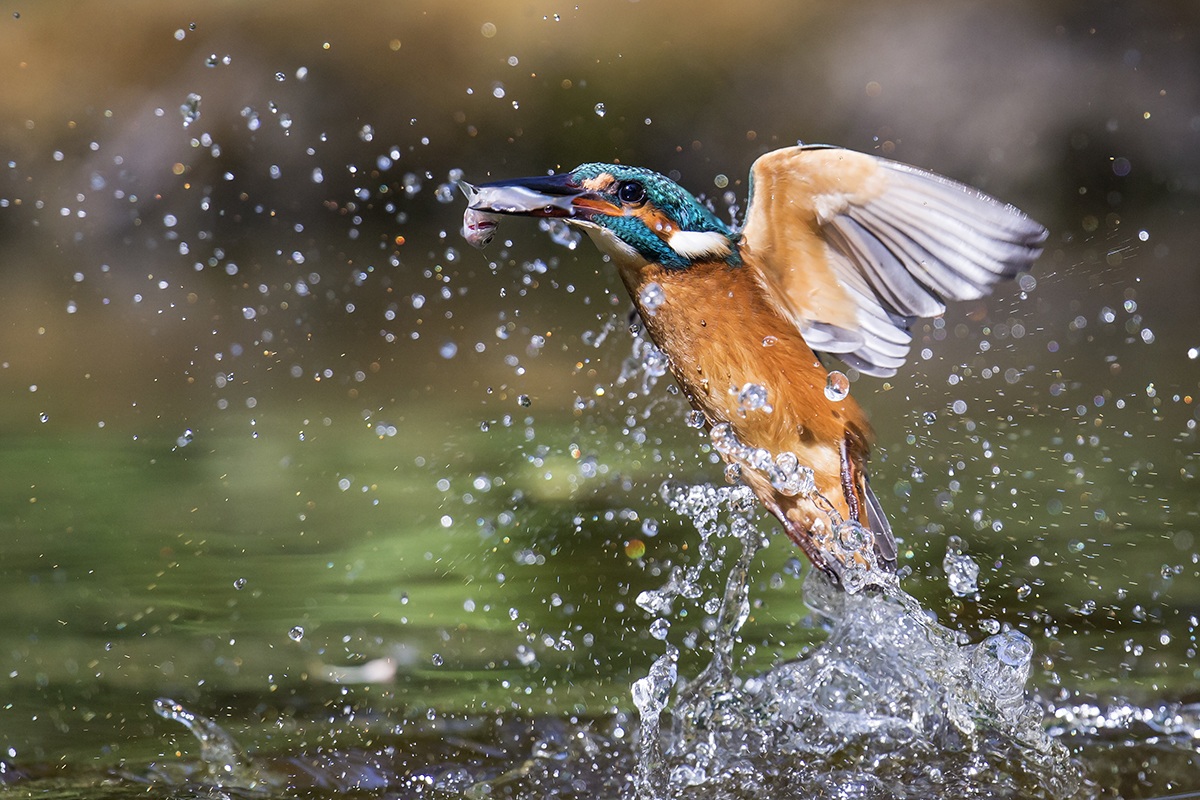 Kingfisher in fishing ....