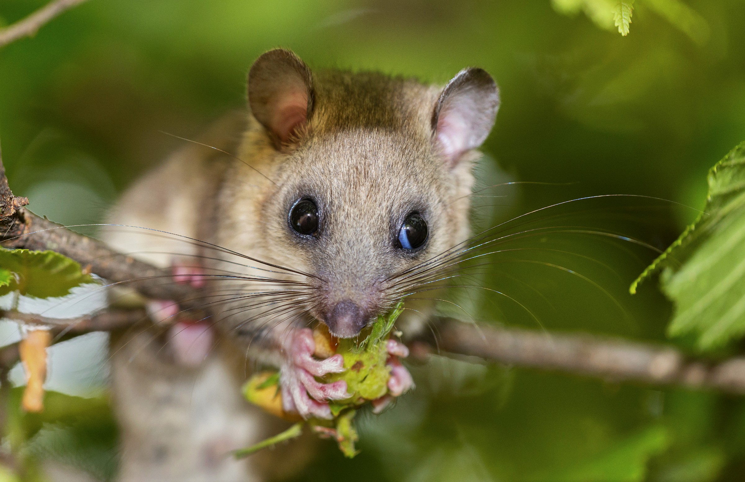 Dormouse