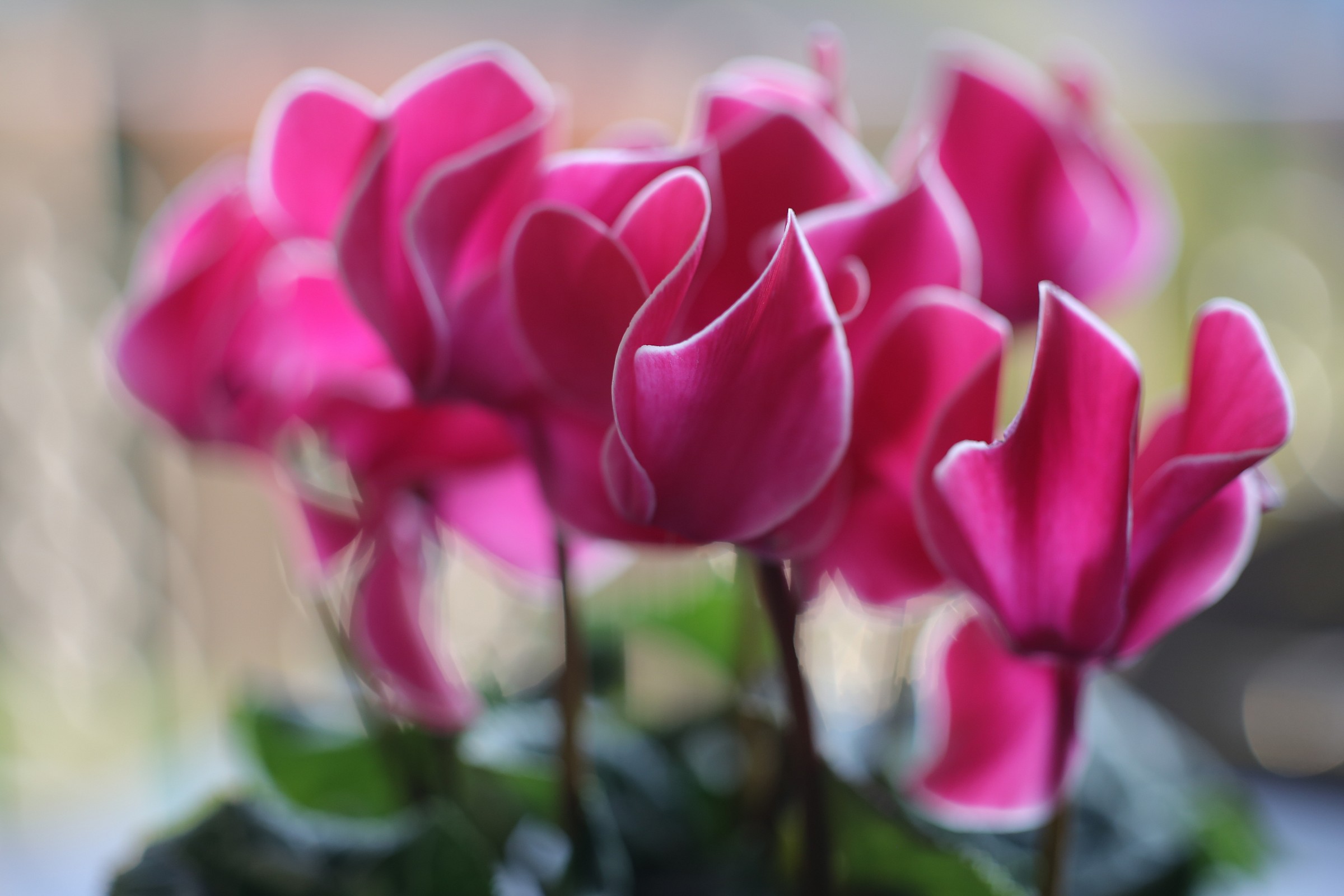 cyclamens