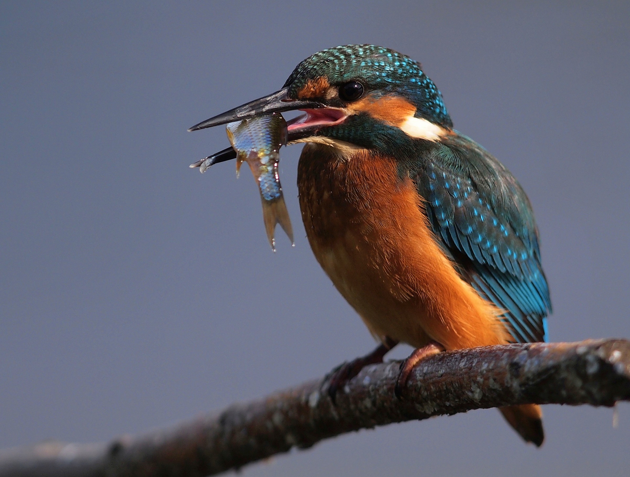 Kingfisher 1