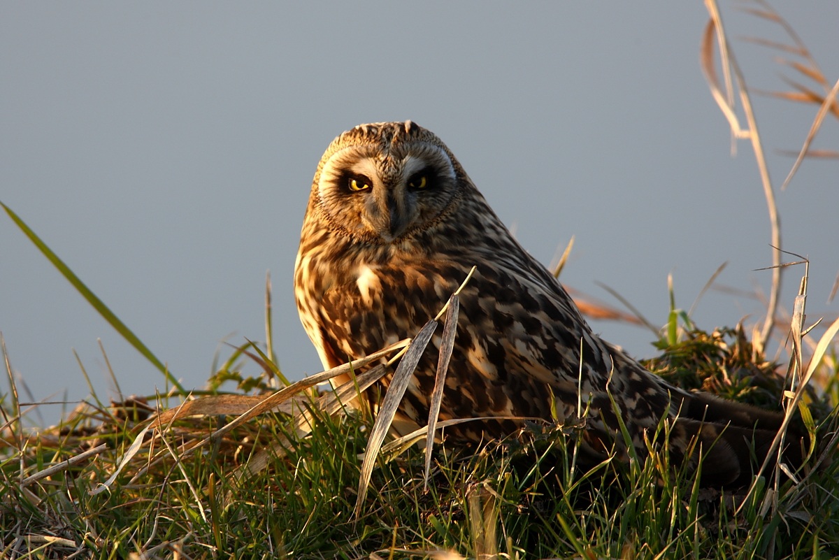 Short-eared Owl