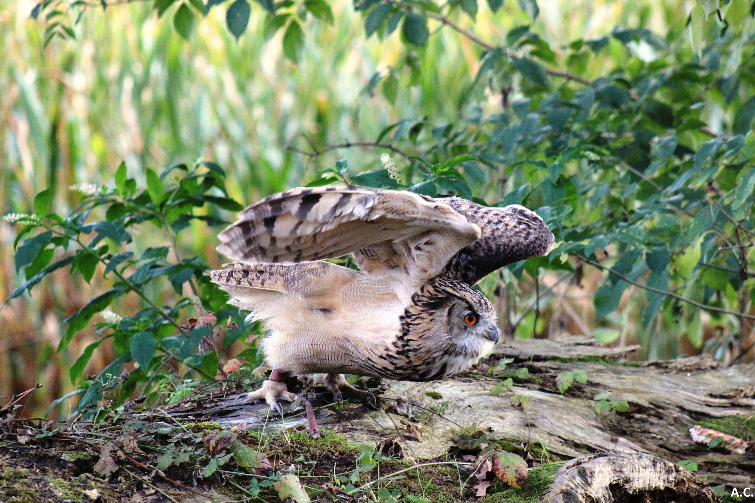 Eagle Owl (Bubo bubo) - Takeoff