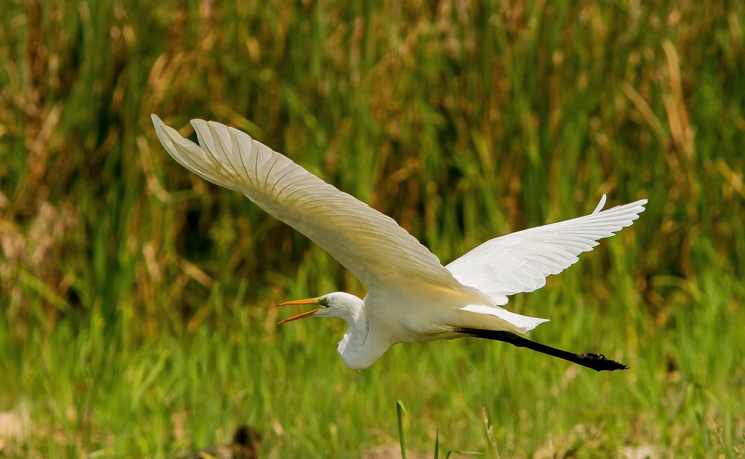 il volo basso dell'airone