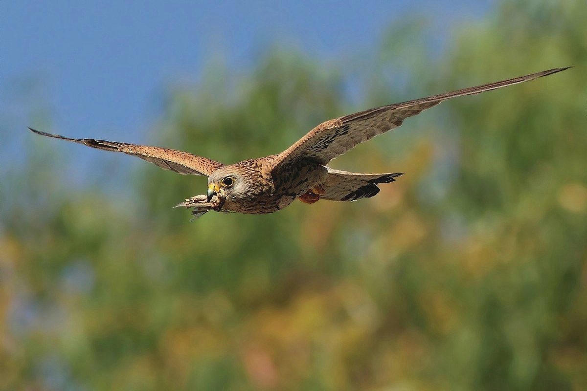 Kestrel with prey gliding