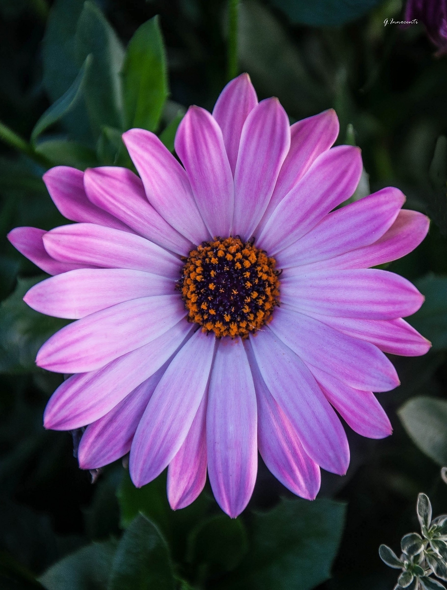 petals like rays of the sun