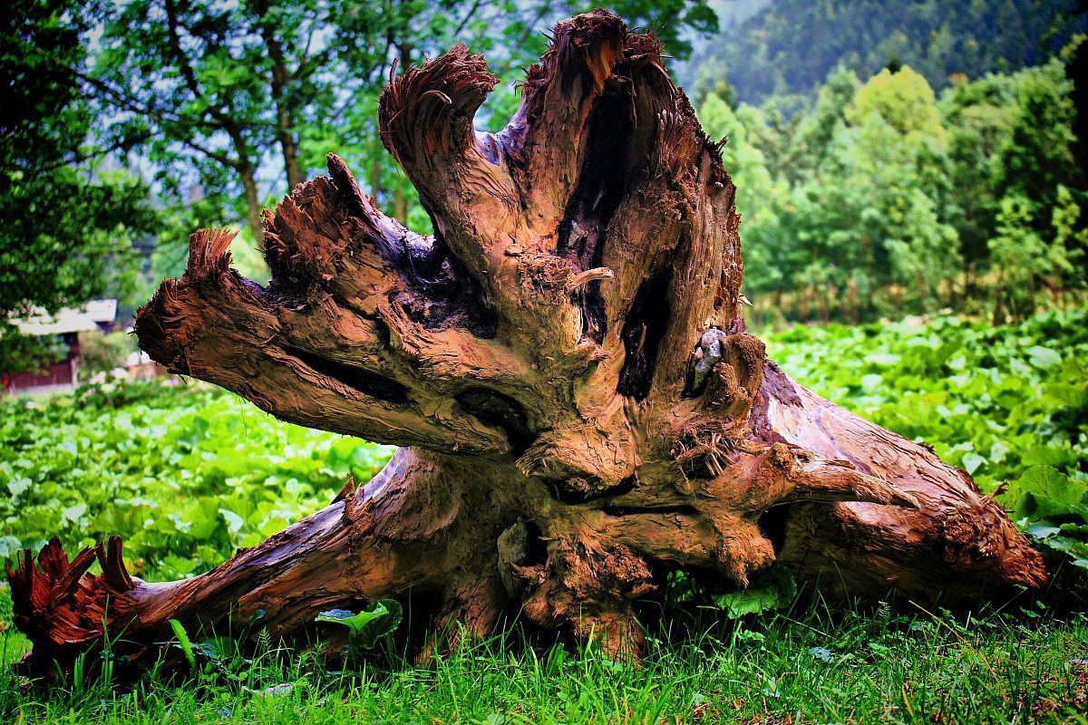 What are you looking at?