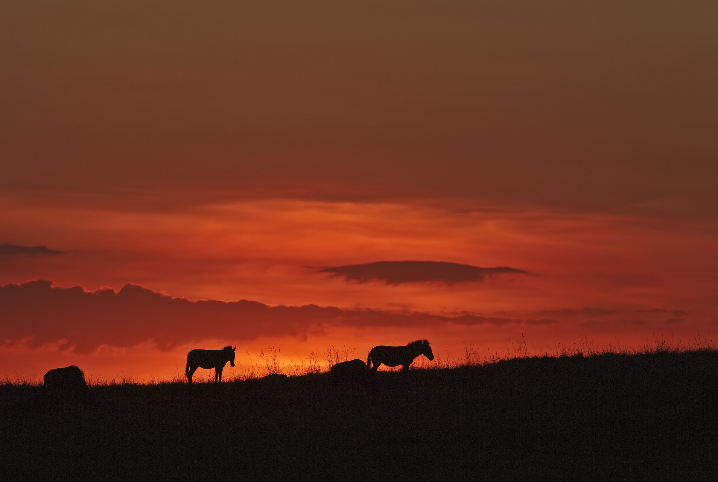 Sunset on the Masai Mara