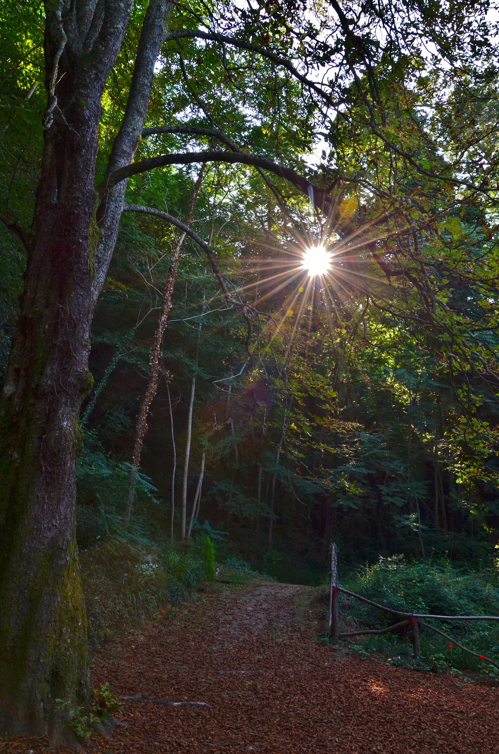 a light among the trees