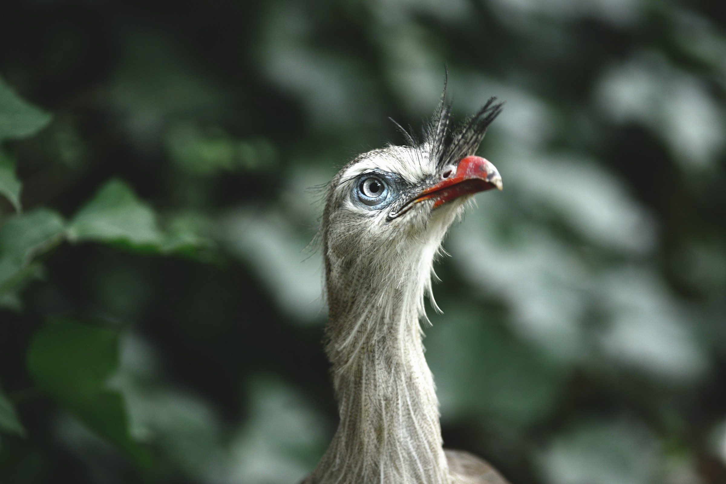 Seriema crestato ( Cariama cristata )