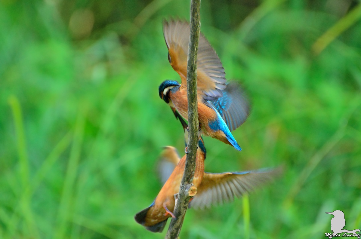 Martin Pescatore Imbeccata Panning