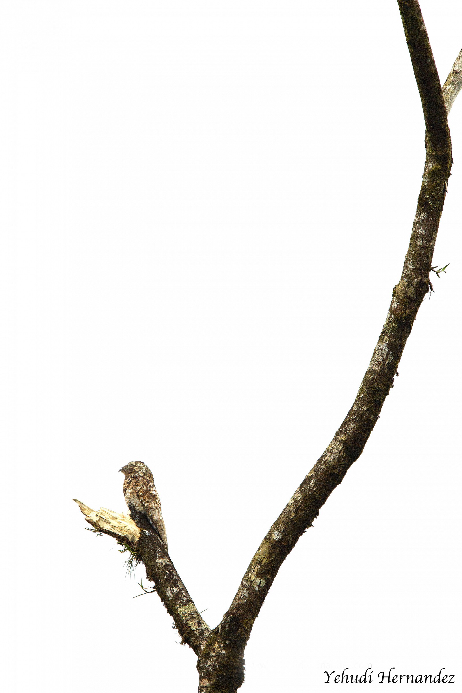 Grande potoo (Nyctibius grandis)