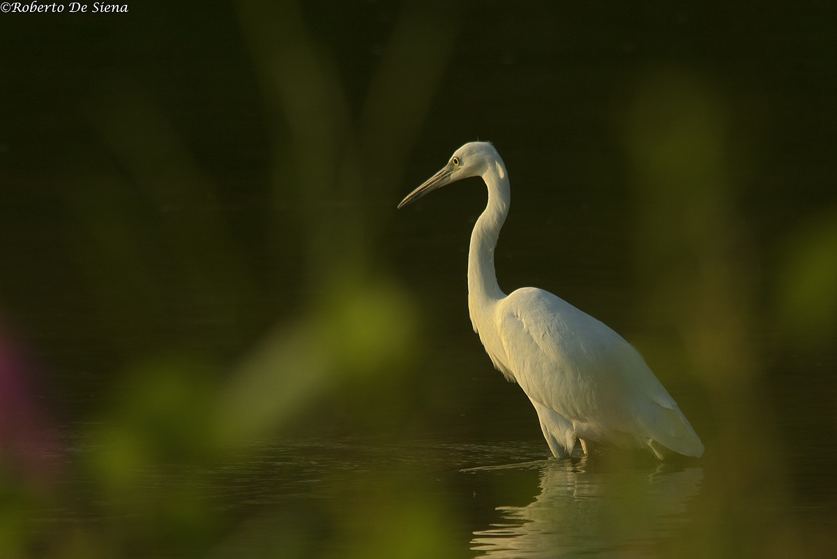 Garzetta 1 23/08/2013