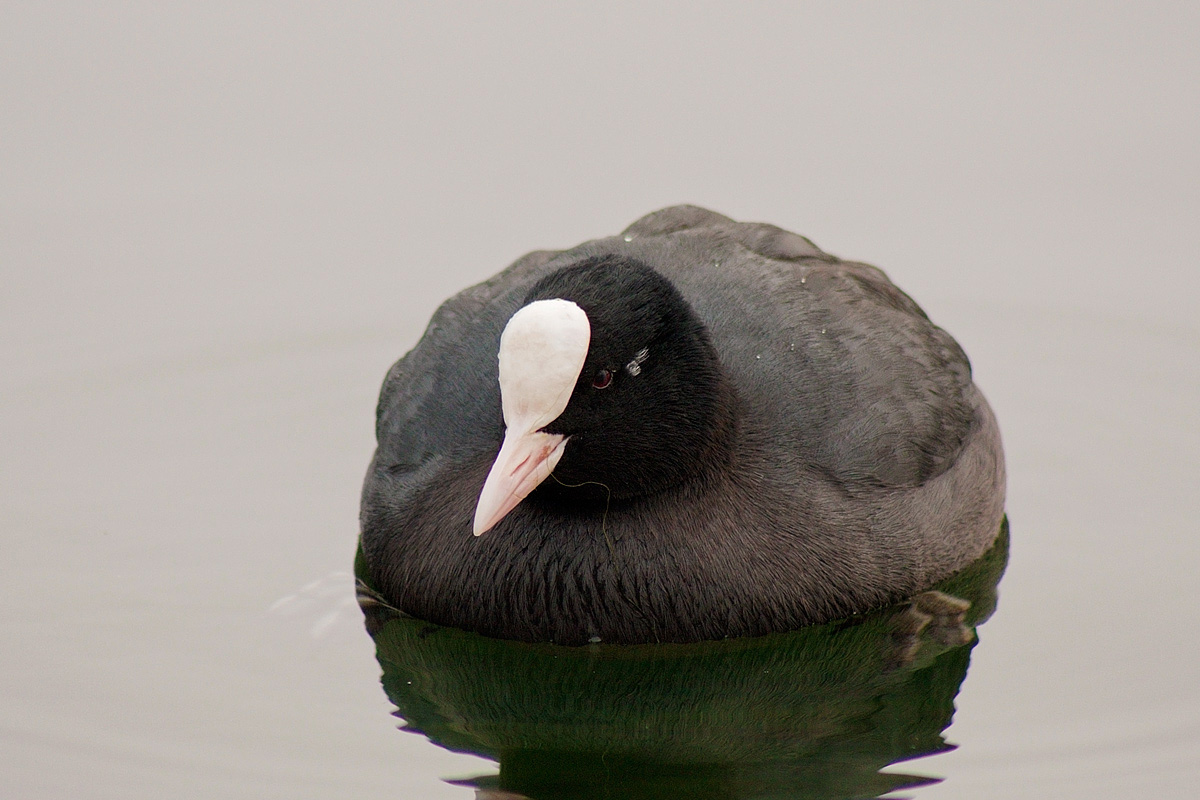 Coot