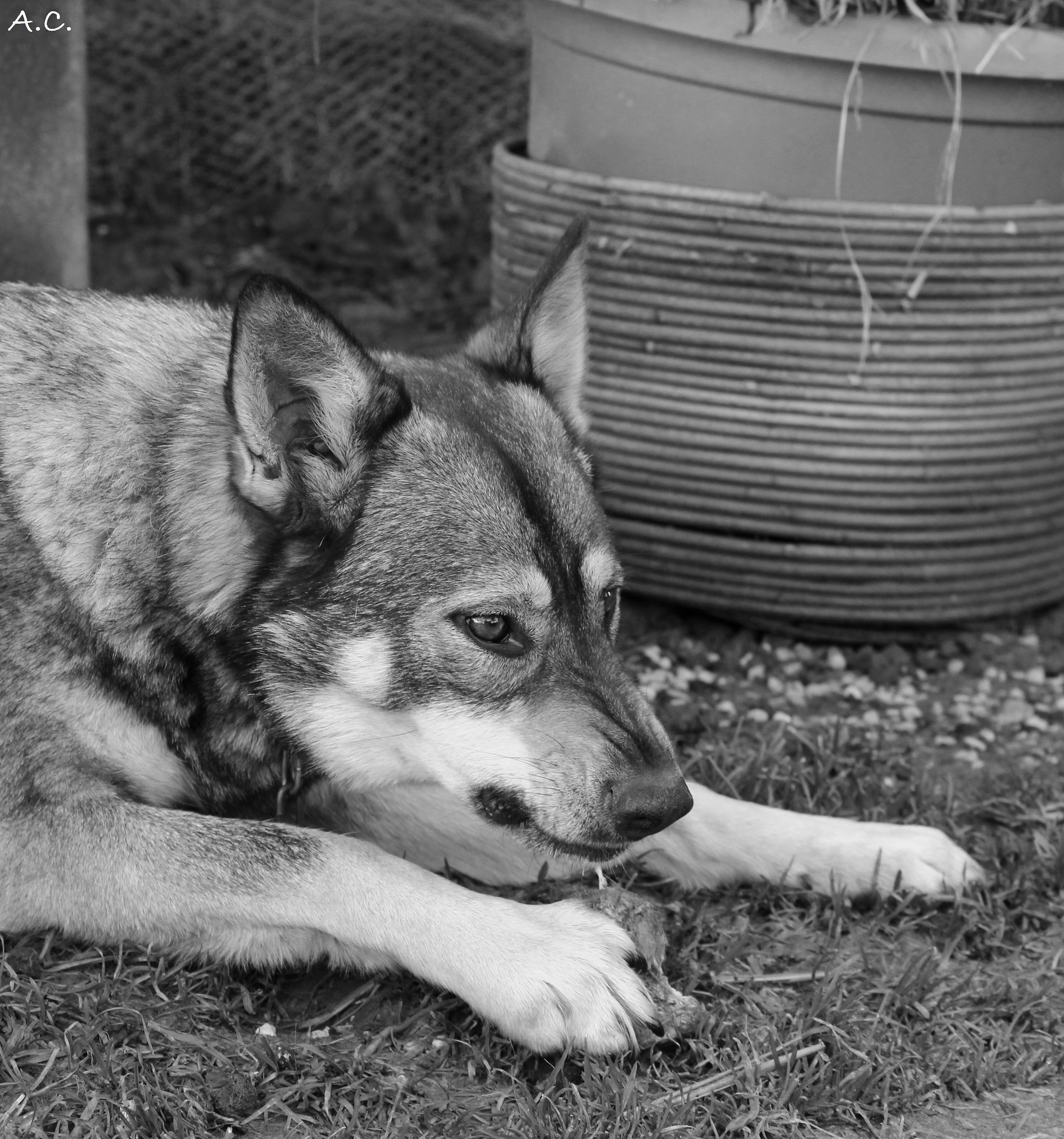 Half-breed Czechoslovakian Wolf