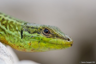 Podarcis waglerianus