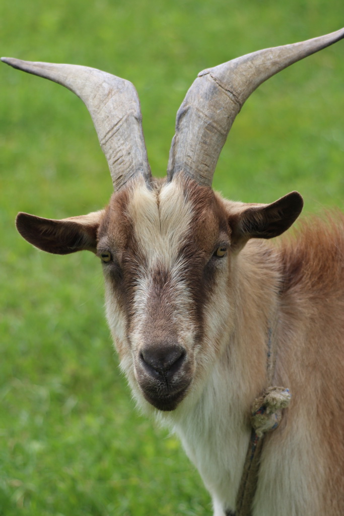 Goat portrait