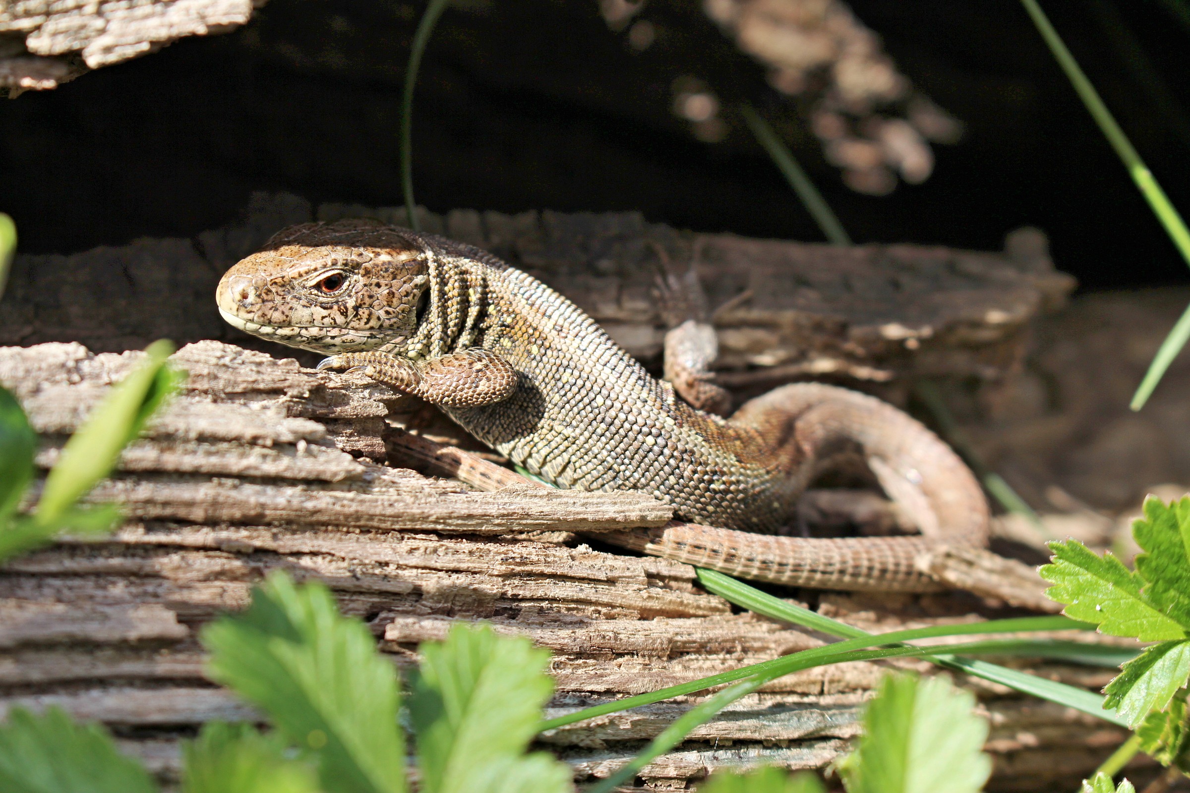 Reptiles portrait 1