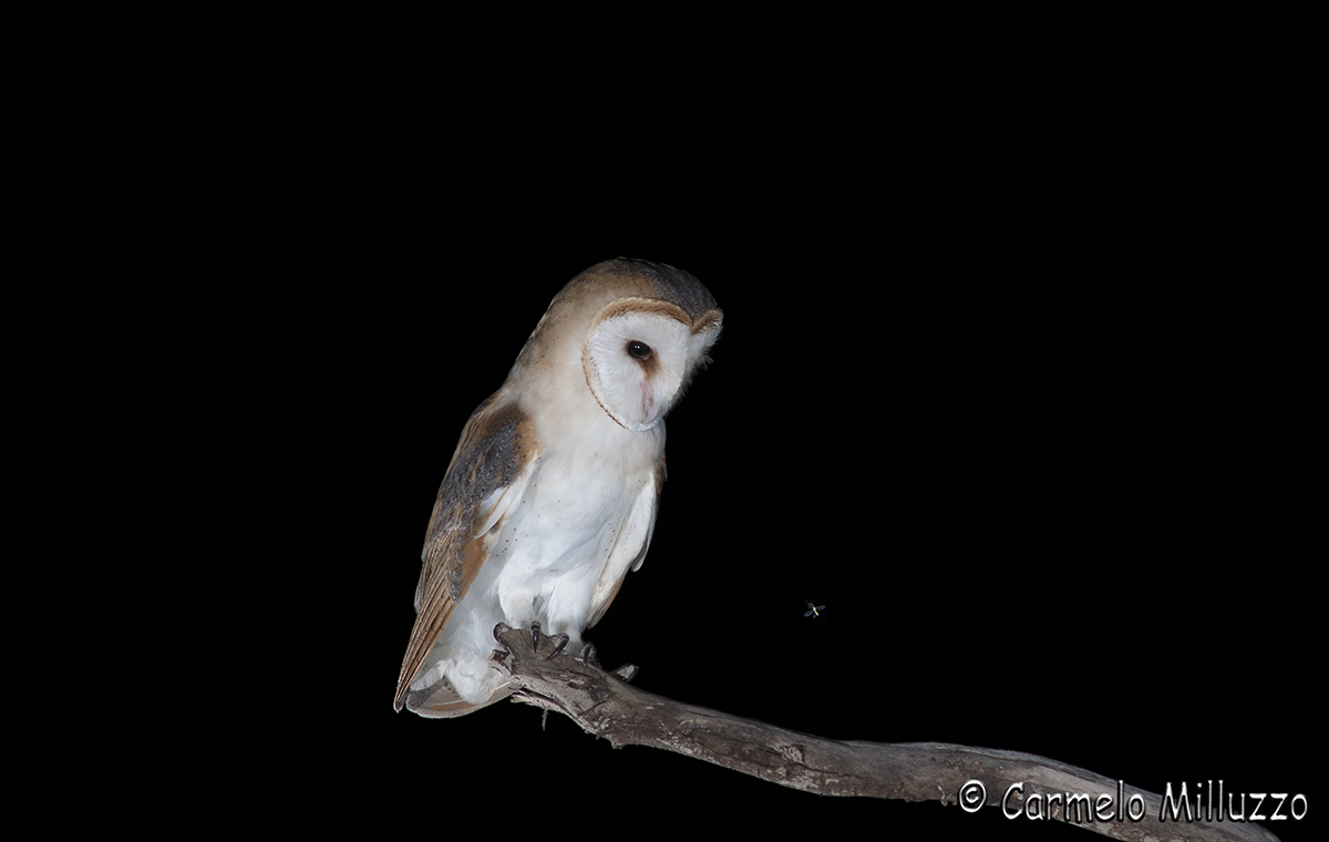 Even if you're small you see _Tyto sunrise _