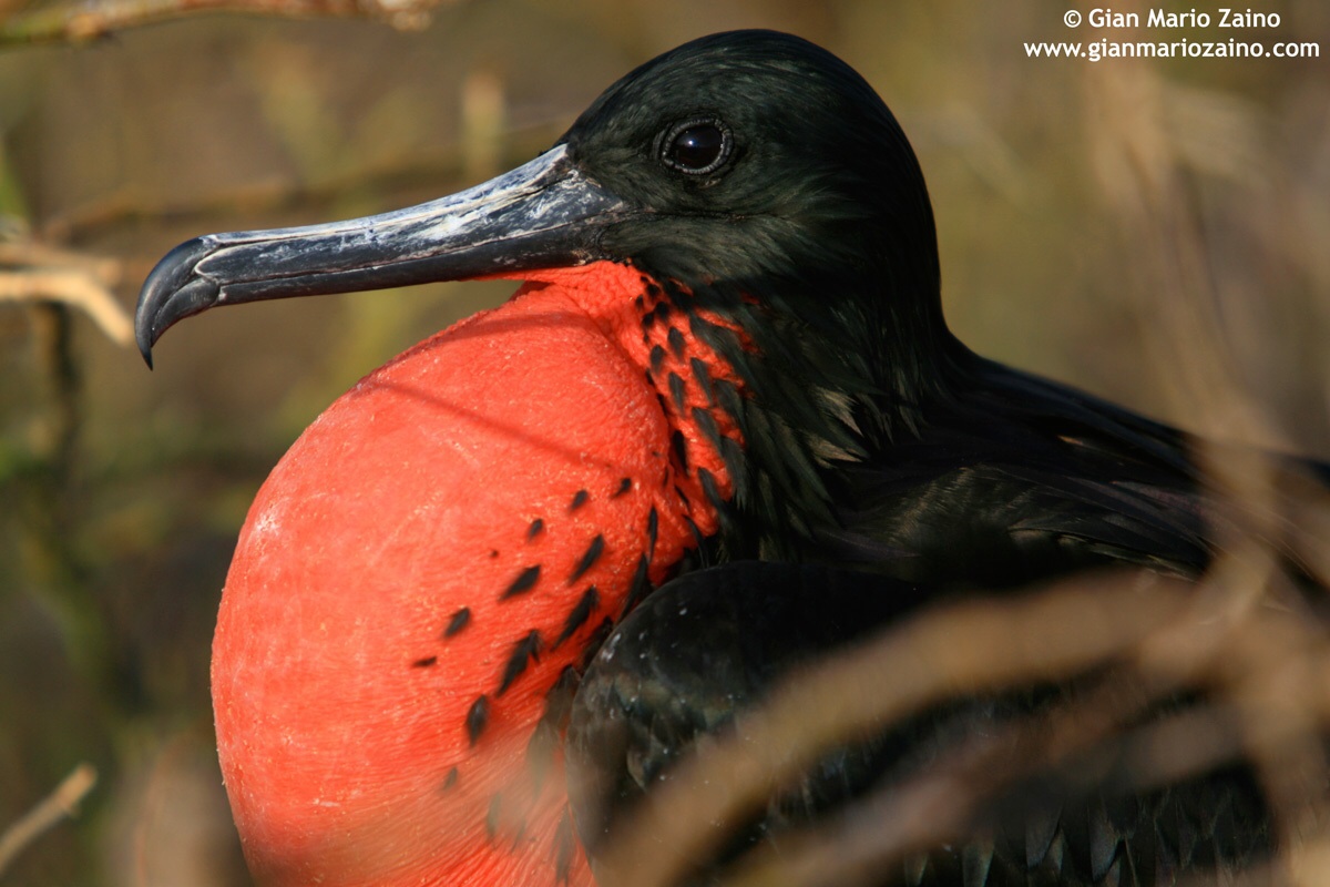 Frigate magnificens / Magnificent Frigate