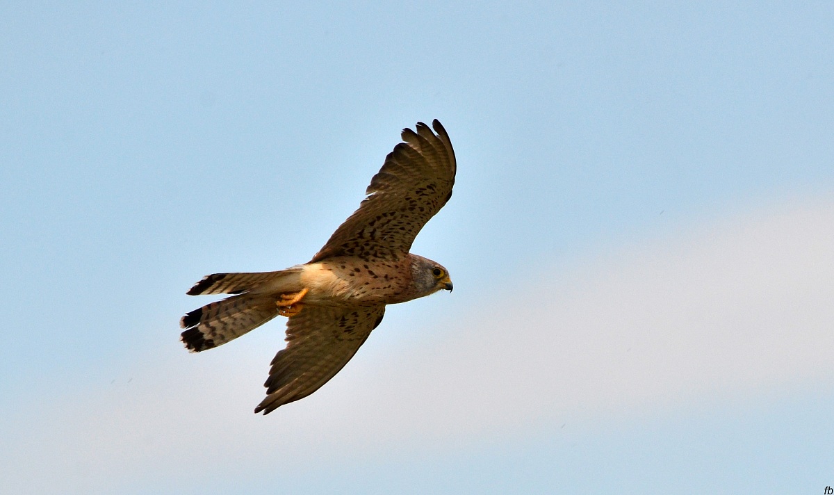 il grillaio ( femmina)