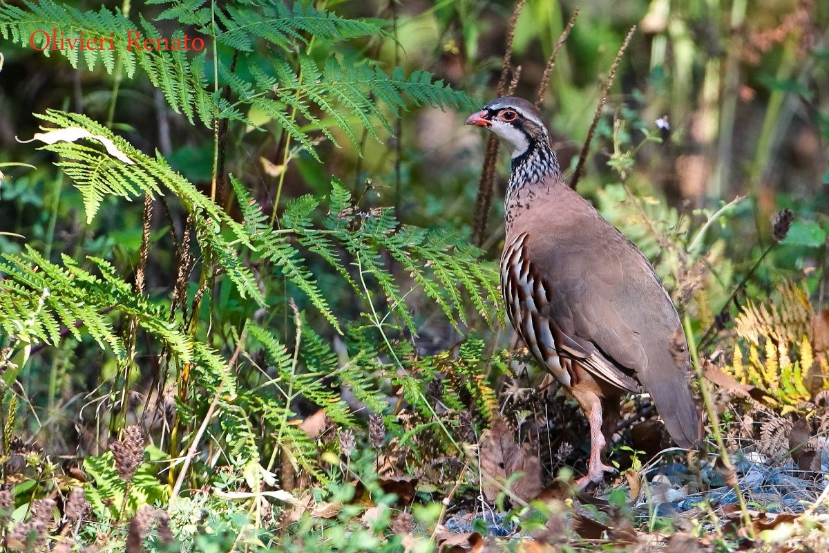 Red Partridge (Alectoris rufa)