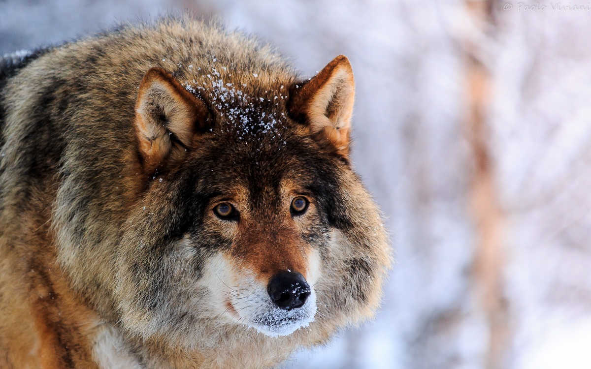 Portrait of a wolf