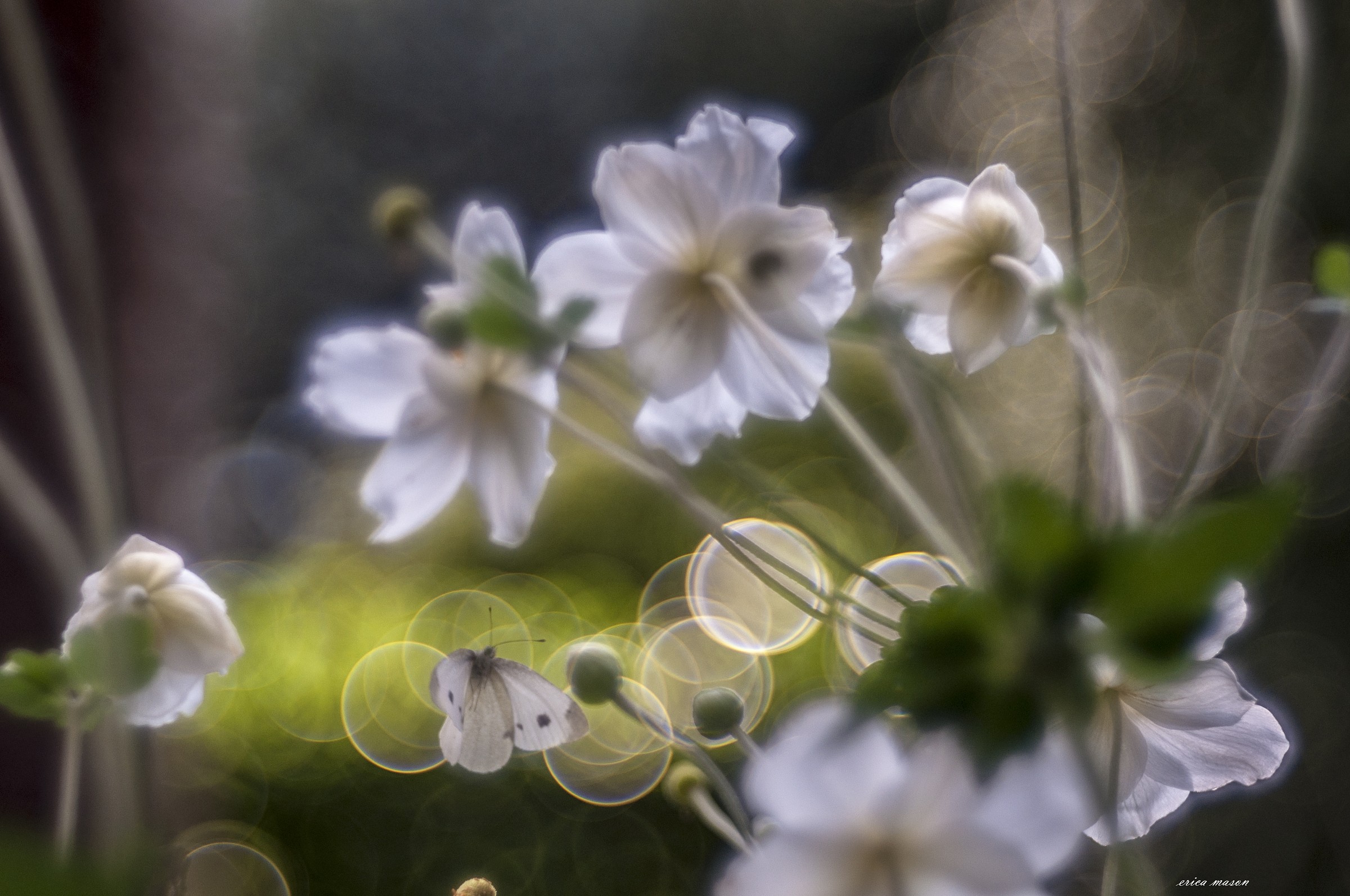 Oggi scelgo la bolla!!