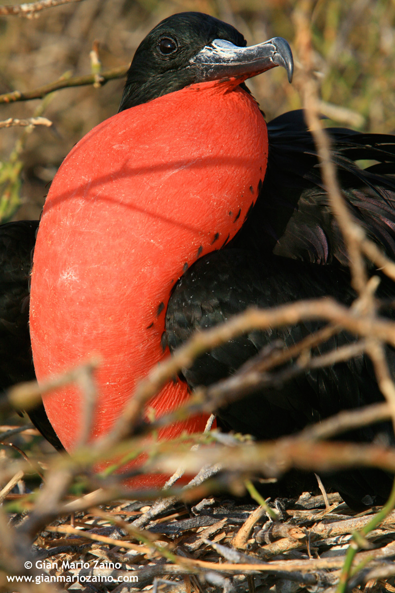 Frigate magnificens / Magnificent Frigate