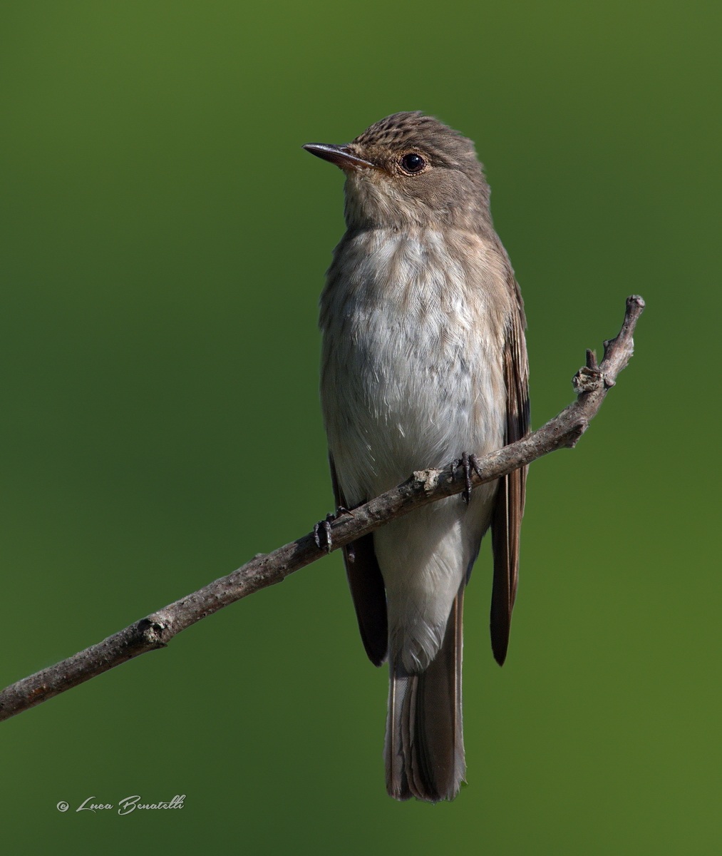 Flycatcher