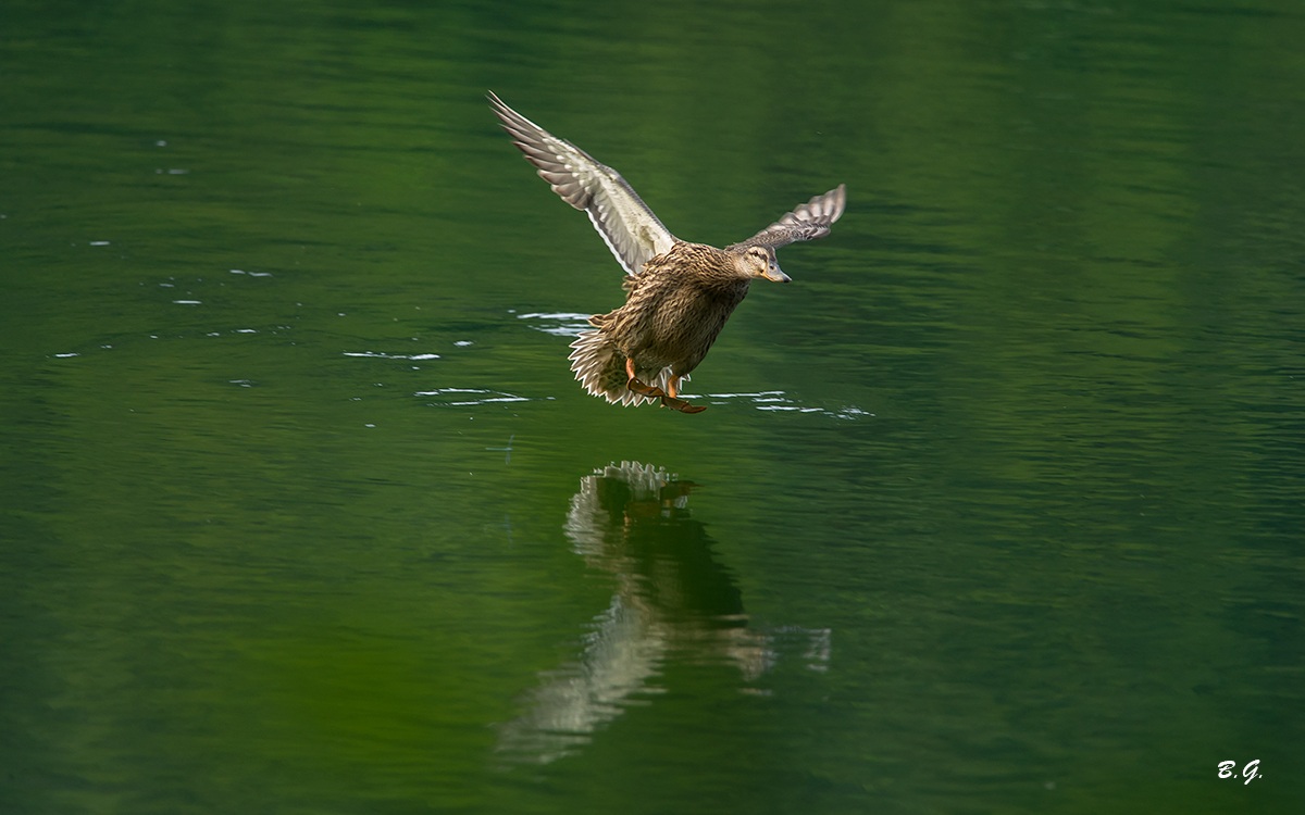 Giu il carrello e pronti per aterrare..
