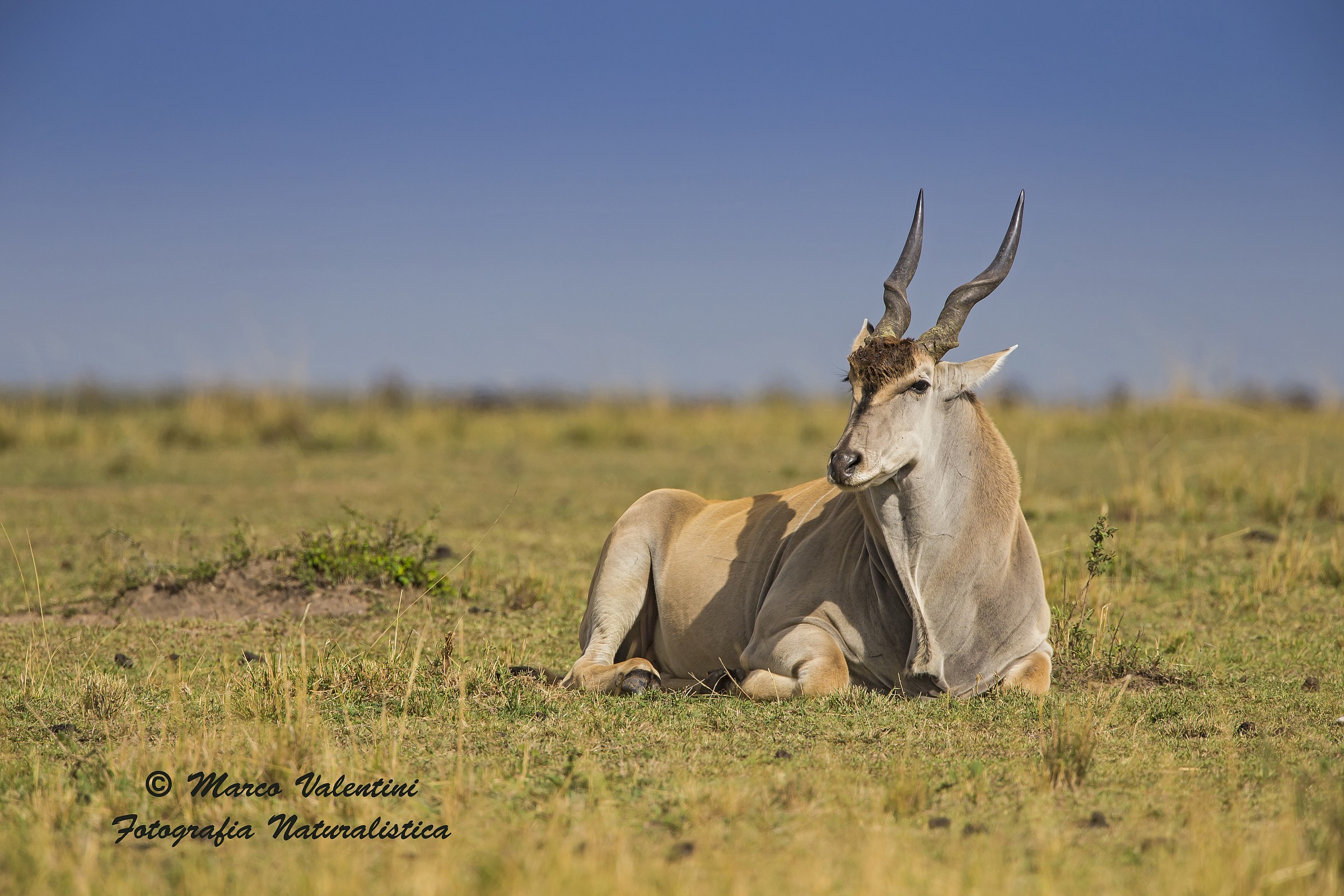 Eland and the light